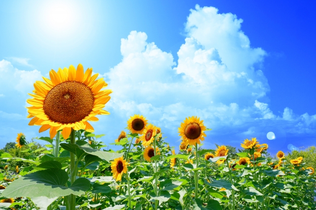 夏